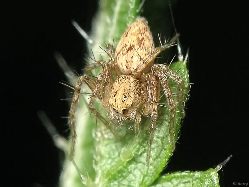 Araneae